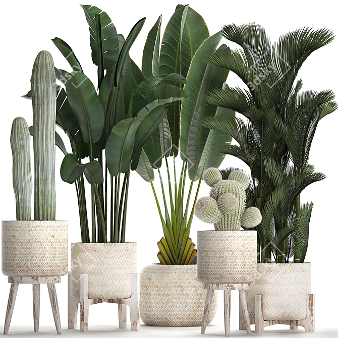 Exotic Plant Collection: Cacti & Palms 3D model image 1