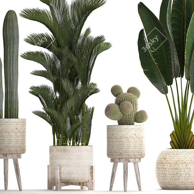 Exotic Plant Collection: Cacti & Palms 3D model image 2