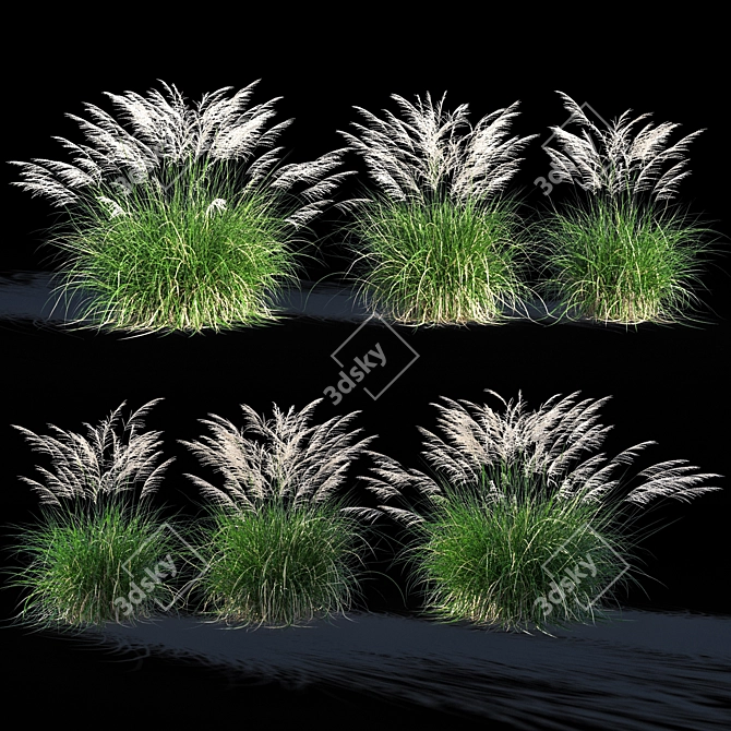 Miscanthus Sinensis: Ornamental Grass 3D model image 1