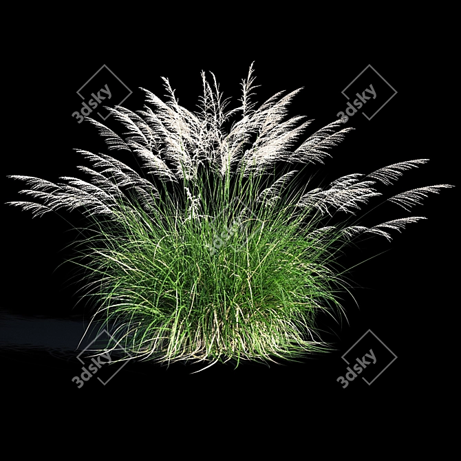 Miscanthus Sinensis: Ornamental Grass 3D model image 3