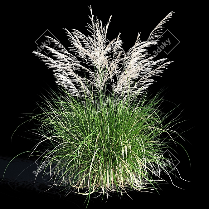 Miscanthus Sinensis: Ornamental Grass 3D model image 4