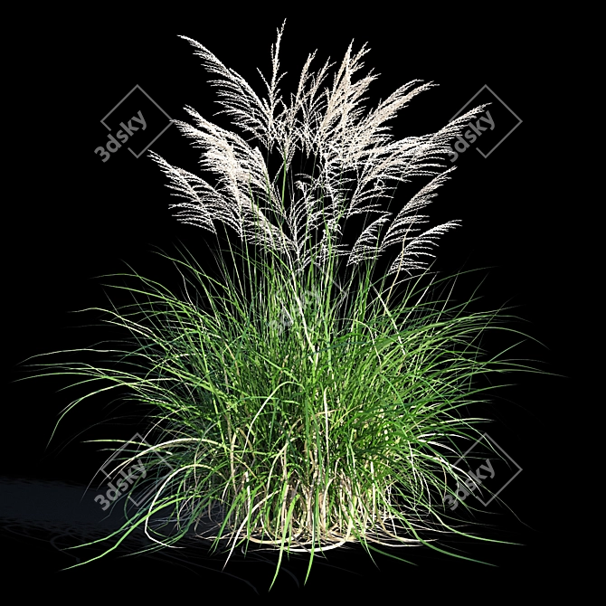 Miscanthus Sinensis: Ornamental Grass 3D model image 5