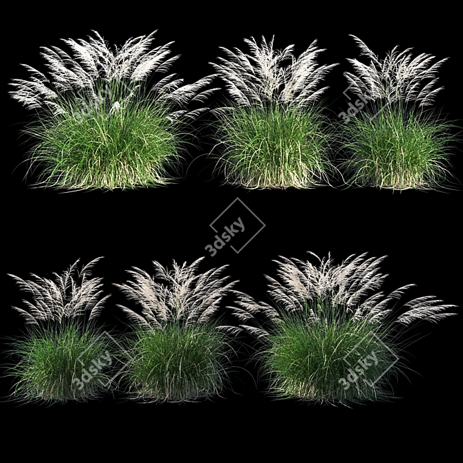 Miscanthus Sinensis: Ornamental Grass 3D model image 6