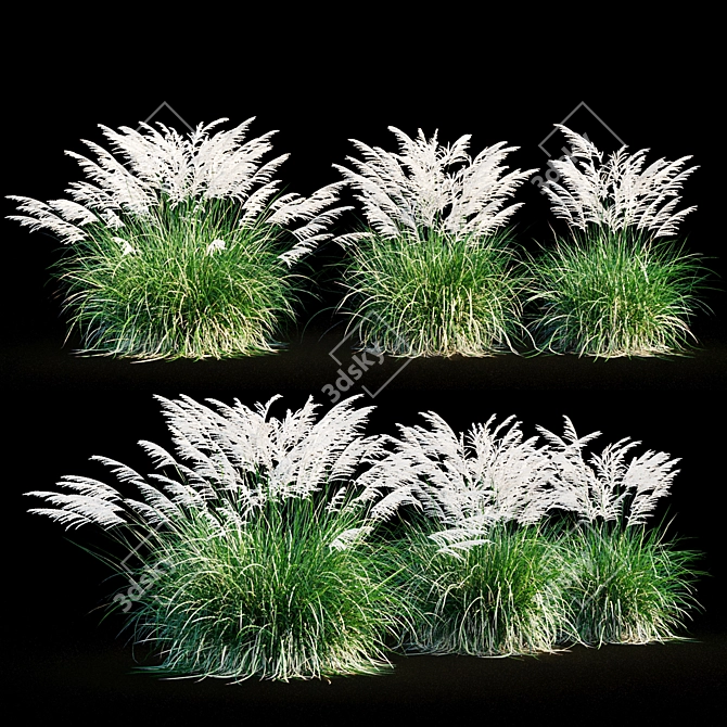 Miscanthus Sinensis: Ornamental Grass 3D model image 7