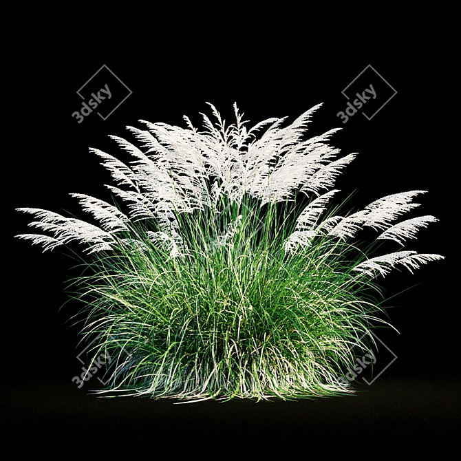 Miscanthus Sinensis: Ornamental Grass 3D model image 8