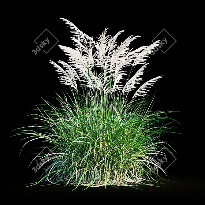 Miscanthus Sinensis: Ornamental Grass 3D model image 10