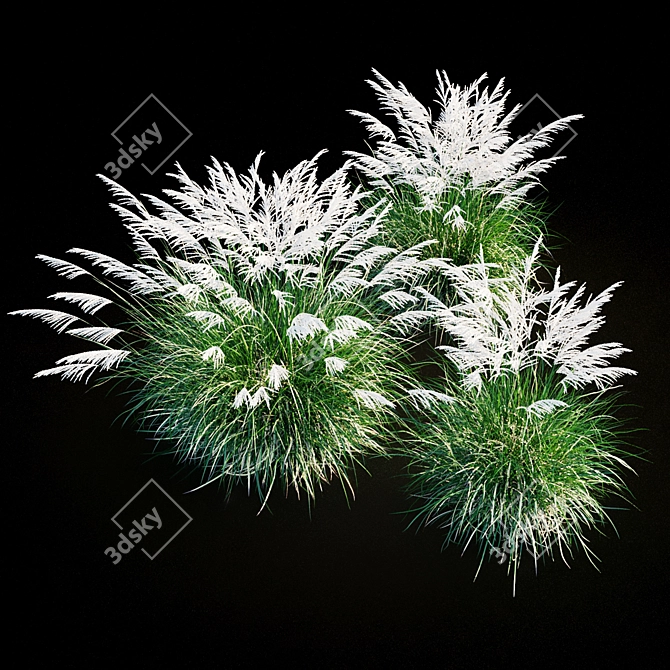 Miscanthus Sinensis: Ornamental Grass 3D model image 11