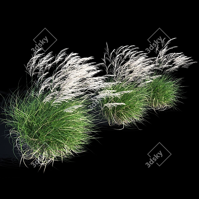 Elegant Wind-Swept Miscanthus 3D model image 2