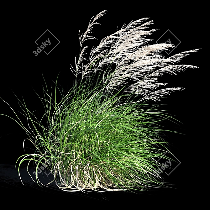 Elegant Wind-Swept Miscanthus 3D model image 3