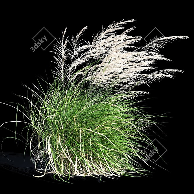 Elegant Wind-Swept Miscanthus 3D model image 4