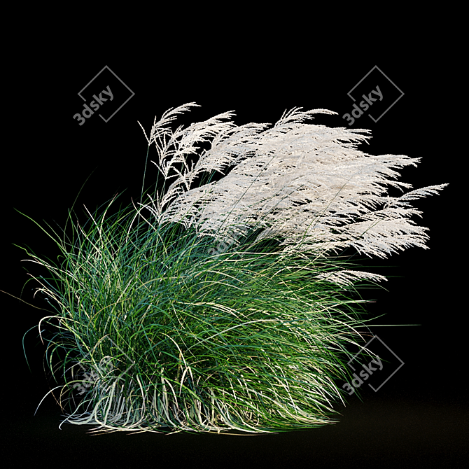 Elegant Wind-Swept Miscanthus 3D model image 6