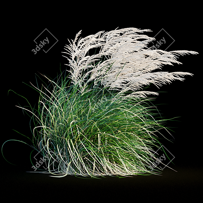 Elegant Wind-Swept Miscanthus 3D model image 7