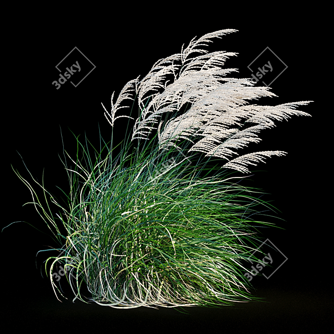 Elegant Wind-Swept Miscanthus 3D model image 8