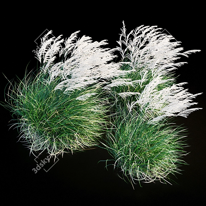 Elegant Wind-Swept Miscanthus 3D model image 10