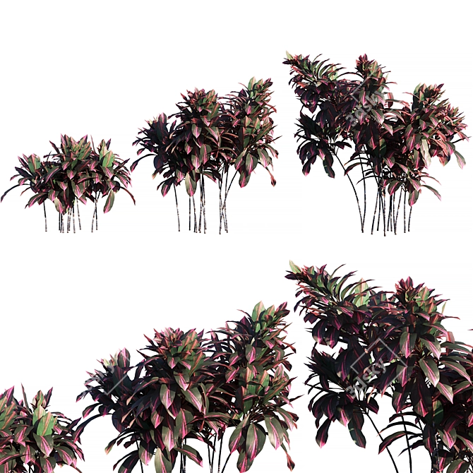 Tropical Elegance: Cordyline Fruticosa Tree 3D model image 1