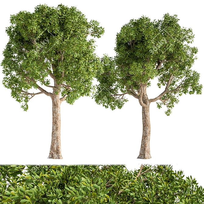 Green Giant Broadleaf Tree 3D model image 1