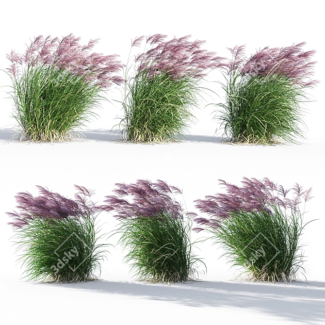 Ruby Red Maiden Grass: Majestic Beauty in the Breeze 3D model image 1