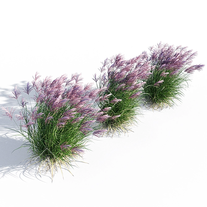 Ruby Red Maiden Grass: Majestic Beauty in the Breeze 3D model image 2