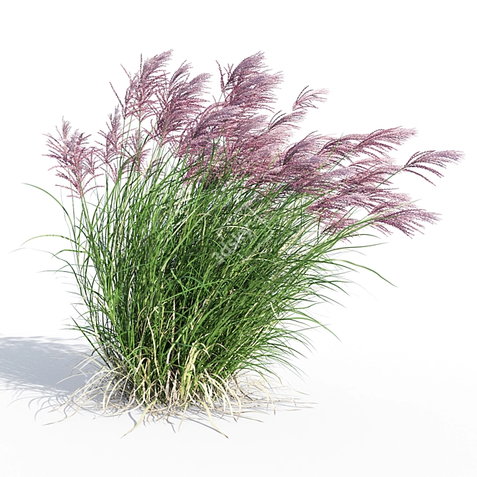 Ruby Red Maiden Grass: Majestic Beauty in the Breeze 3D model image 3