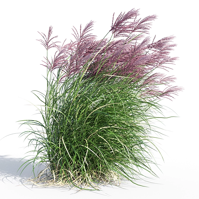 Ruby Red Maiden Grass: Majestic Beauty in the Breeze 3D model image 5