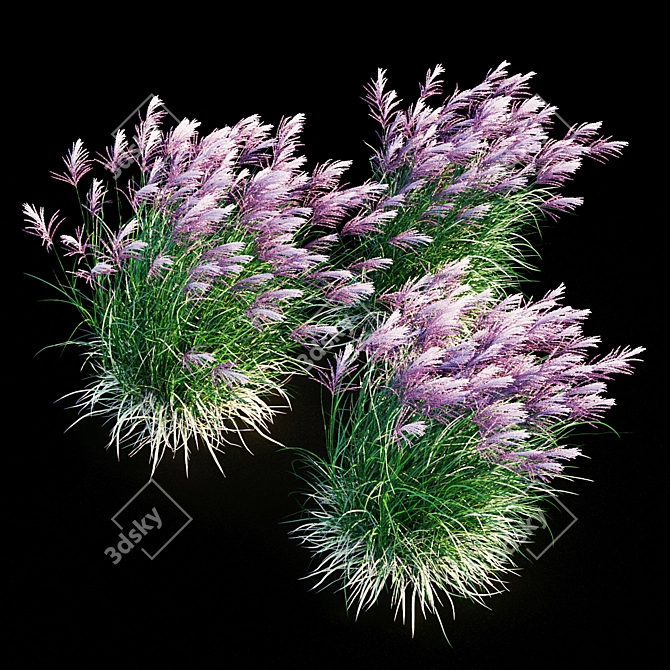 Ruby Red Maiden Grass: Majestic Beauty in the Breeze 3D model image 7