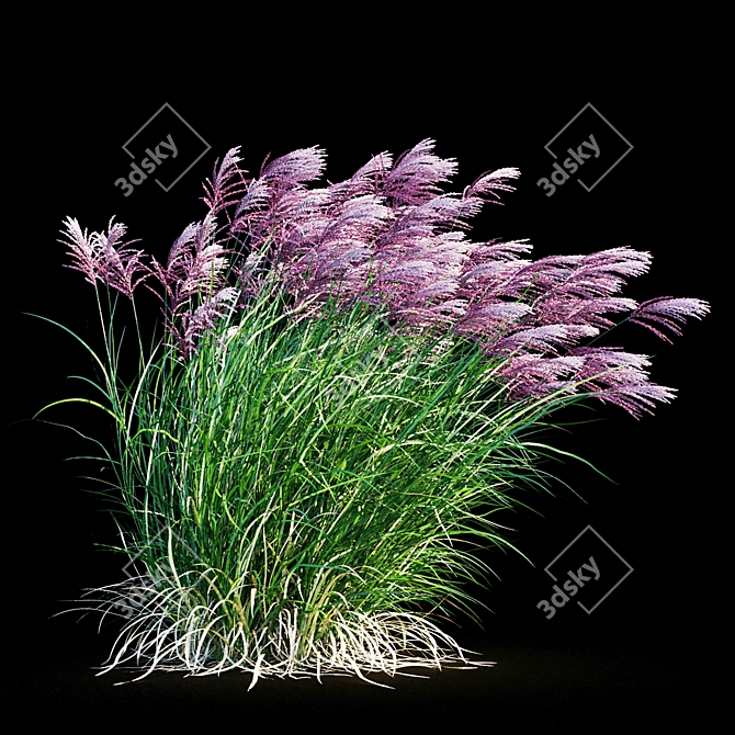 Ruby Red Maiden Grass: Majestic Beauty in the Breeze 3D model image 8