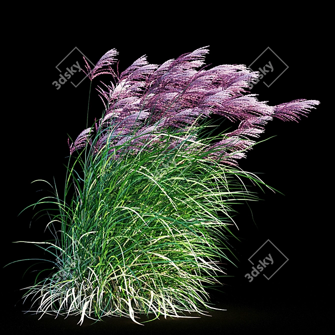 Ruby Red Maiden Grass: Majestic Beauty in the Breeze 3D model image 9