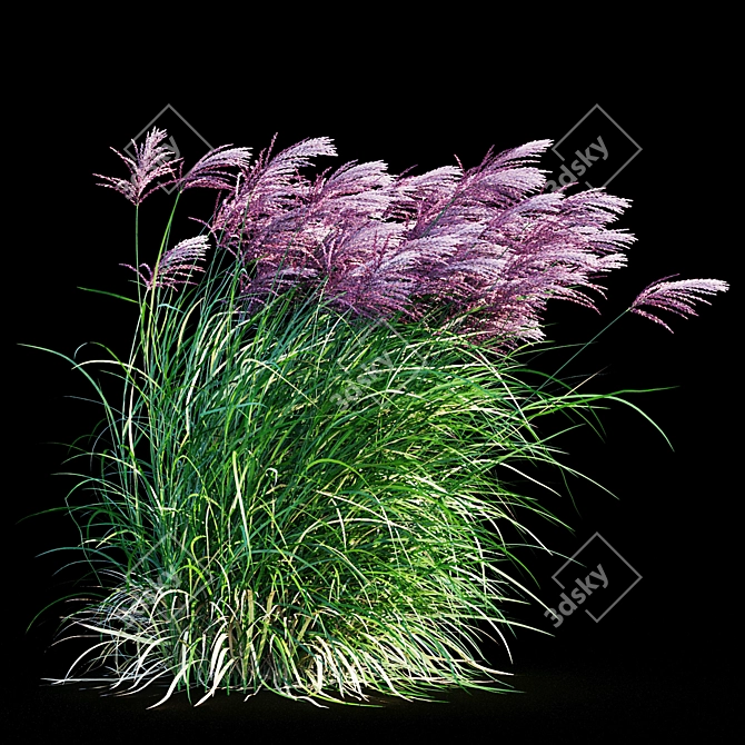 Ruby Red Maiden Grass: Majestic Beauty in the Breeze 3D model image 10