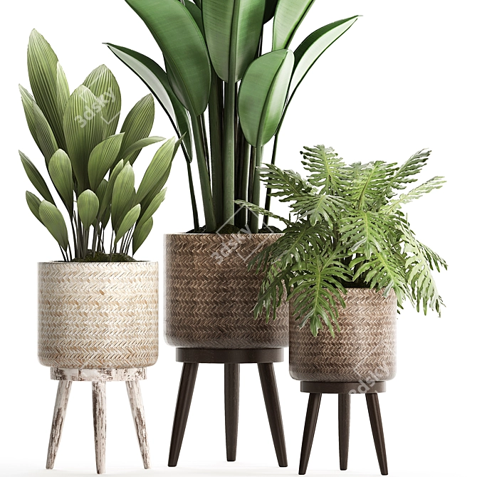 Plant Collection: Exotic Houseplants 3D model image 3