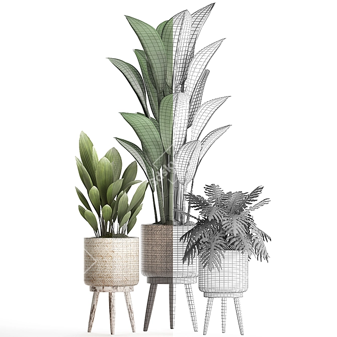 Plant Collection: Exotic Houseplants 3D model image 5