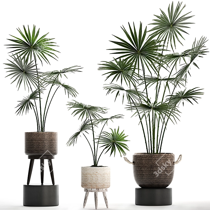 Exotic Houseplants Collection 3D model image 1