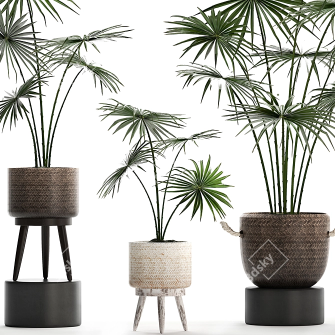 Exotic Houseplants Collection 3D model image 3