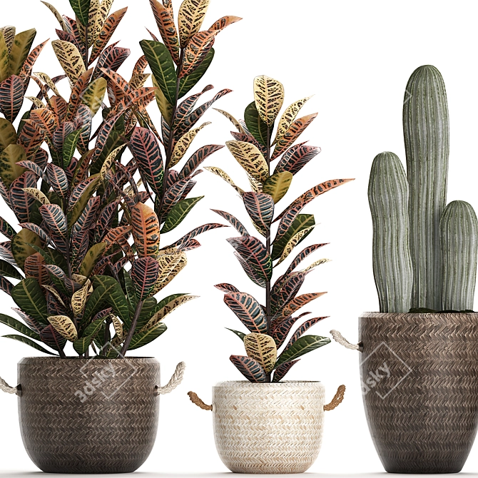 Exotic Houseplant Collection 3D model image 3