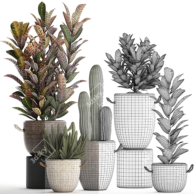 Exotic Houseplant Collection 3D model image 4