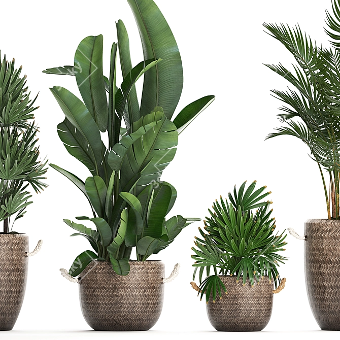 Tropical Oasis Plant Collection 3D model image 2
