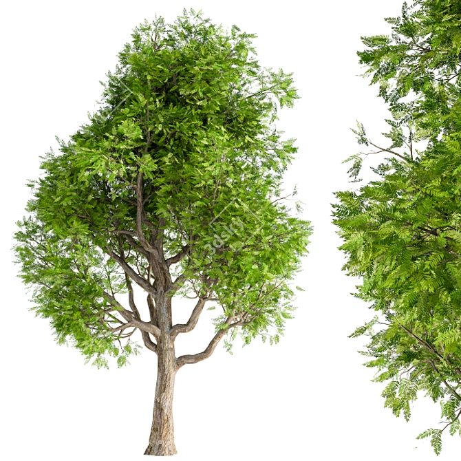 Elegant Japanese Tree Green 3D model image 1