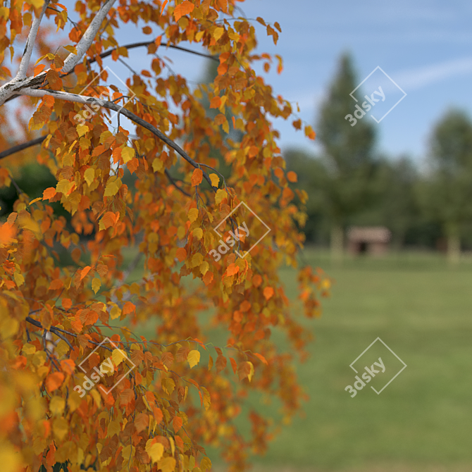 Birch No. 1 3D Tree Model 3D model image 3