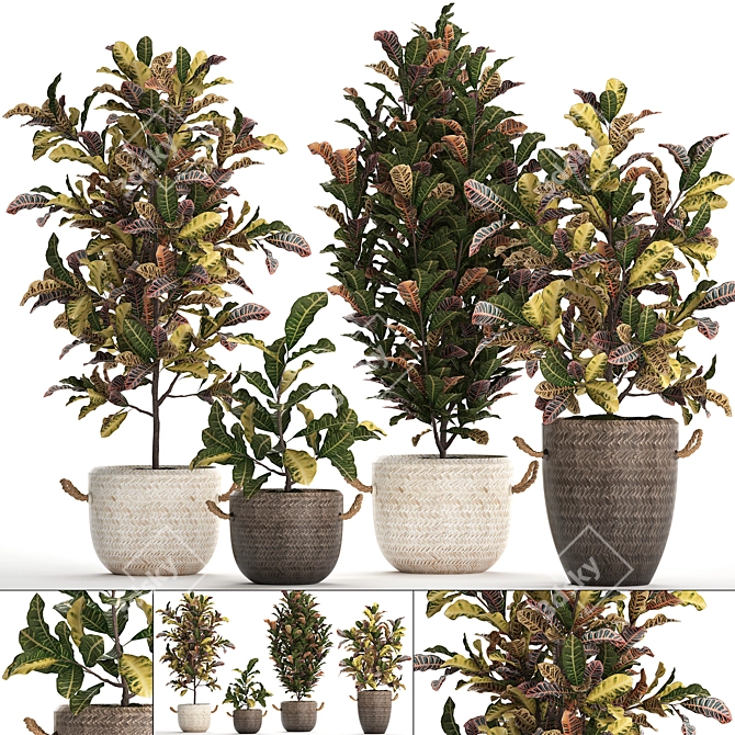 Exotic Collection: Croton Houseplants 3D model image 1