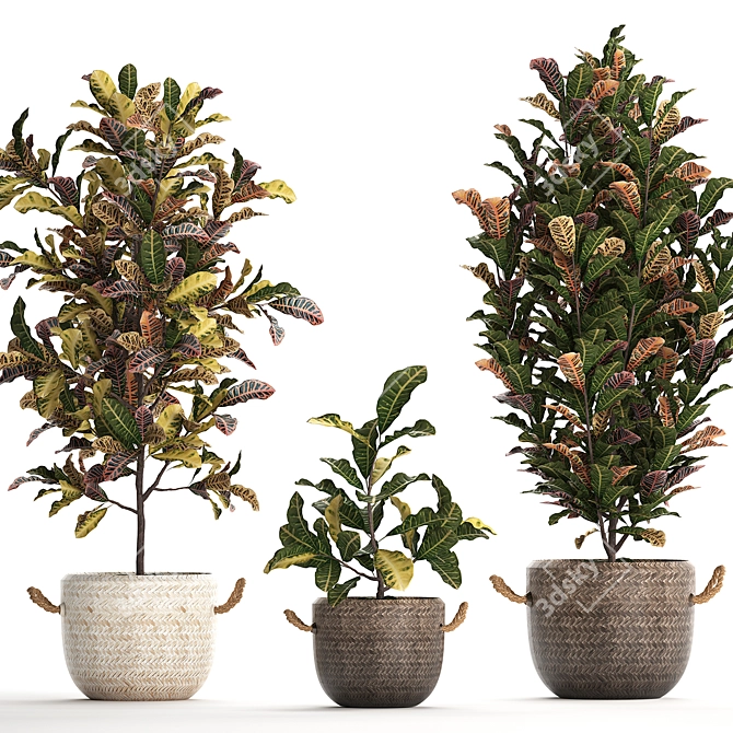 Exotic Collection: Croton Houseplants 3D model image 2