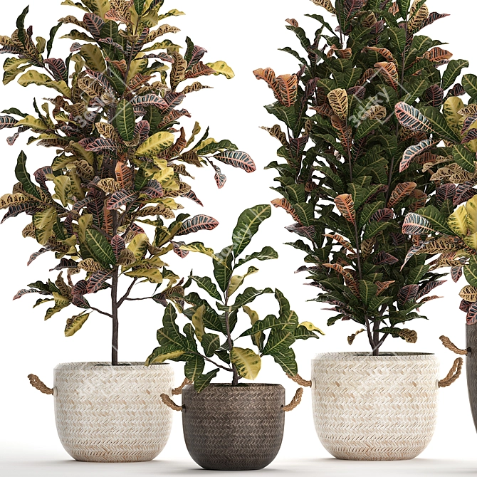 Exotic Collection: Croton Houseplants 3D model image 5