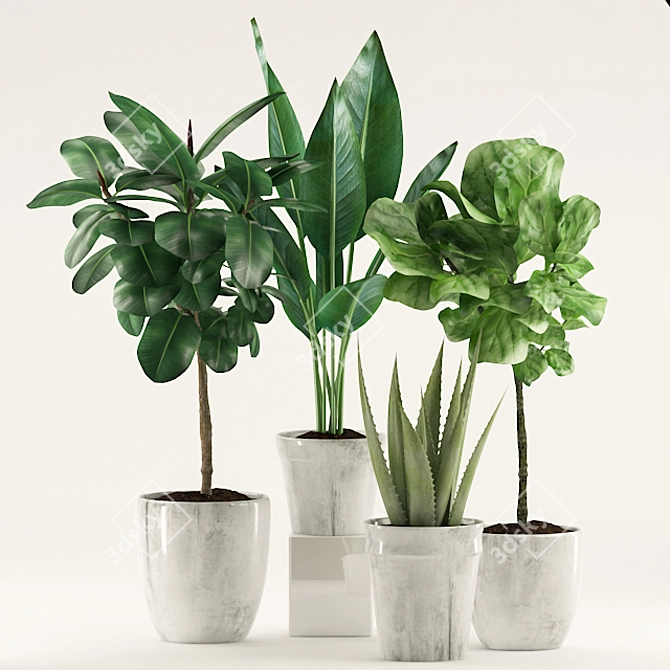 Lush 168: Aloe Vera, Rubber & Ficus Pandurata 3D model image 2