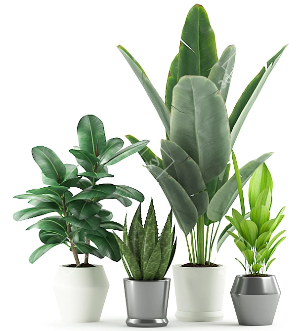 Lush 168: Aloe Vera, Rubber & Ficus Pandurata 3D model image 4
