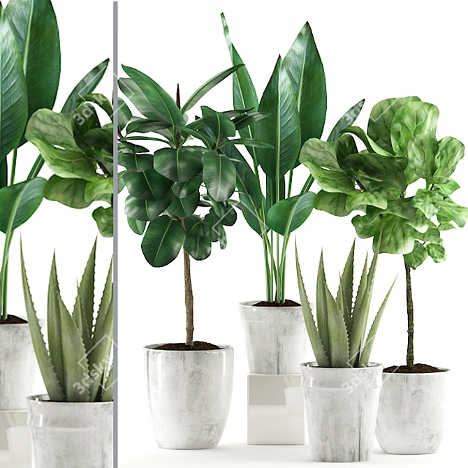 Lush 168: Aloe Vera, Rubber & Ficus Pandurata 3D model image 5