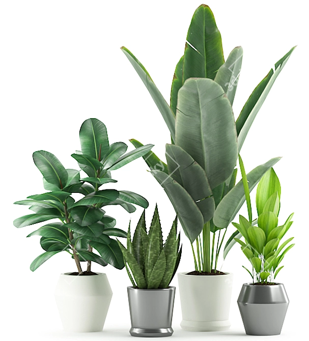 Exotic Plant Collection: Banana, Rubber, Aloe Vera, Palm 3D model image 2