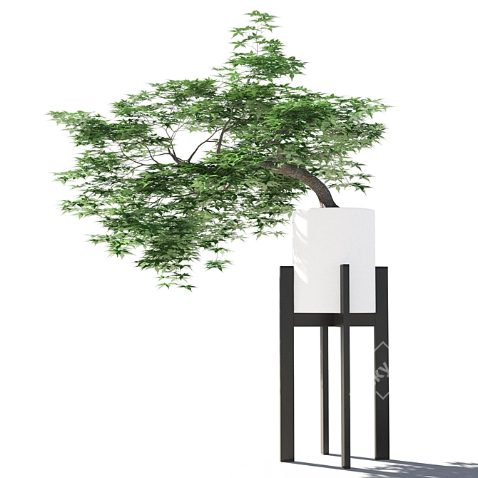 Japanese Maple in Pot 5 3D model image 3