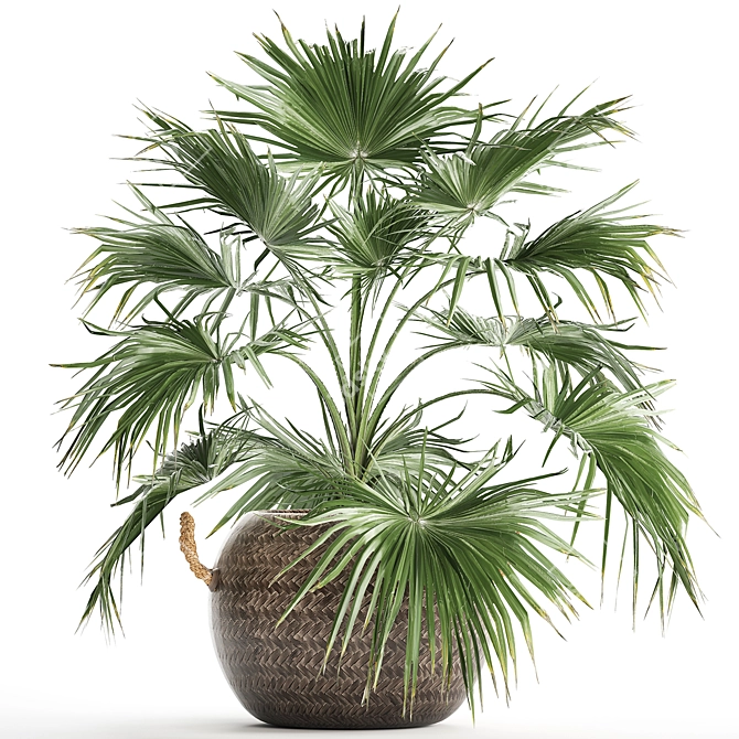 Exotic Palm Livistona: Houseplant Collection 3D model image 1