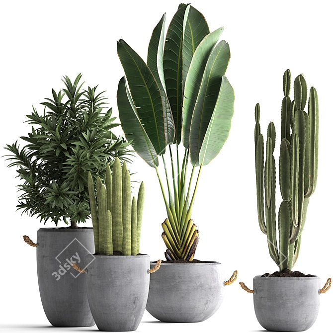 Exotic Plant Collection: Banana Palm, Ravenala, Dracaena, Cereus, Sansevieria 3D model image 1