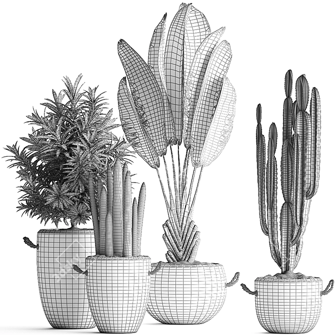 Exotic Plant Collection: Banana Palm, Ravenala, Dracaena, Cereus, Sansevieria 3D model image 5