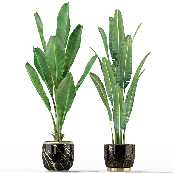  Lush Green Indoor Plants 3D model image 4