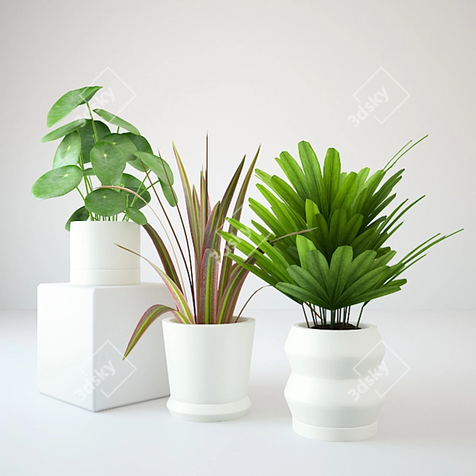 170 Plants Collection: Marginata, Peperonia, Palm with Black and Color Pot 3D model image 1